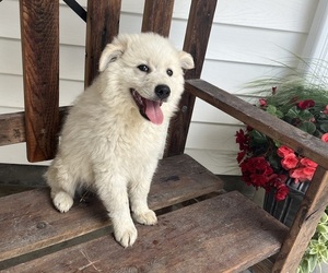 Medium American Eskimo Dog-Border-Aussie Mix