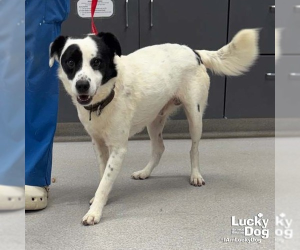 Medium Photo #2 Border Collie-Colonial Cocker Spaniel Mix Puppy For Sale in Washington, DC, USA