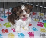 Small Photo #13 Shorkie Tzu Puppy For Sale in ORO VALLEY, AZ, USA