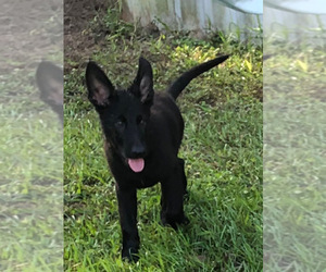German Shepherd Dog Puppy for Sale in WEBSTER, Florida USA