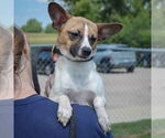 Small #4 Italian Greyhound-Jack Russell Terrier Mix