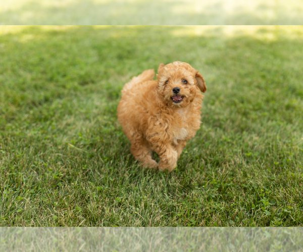 Medium Photo #5 Goldendoodle-Poodle (Miniature) Mix Puppy For Sale in BREMEN, IN, USA