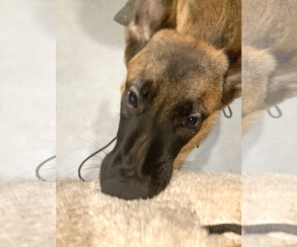 Medium Photo #8 Mutt Puppy For Sale in Sandy, UT, USA