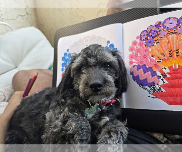 Medium Photo #1 Dachshund-Unknown Mix Puppy For Sale in San Diego, CA, USA