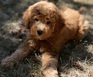 Golden Retriever-Poodle (Toy) Mix Puppy for sale in WYANDANCH, NY, USA