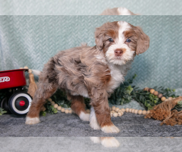 Medium Photo #3 Bernedoodle (Miniature) Puppy For Sale in APPLE CREEK, OH, USA