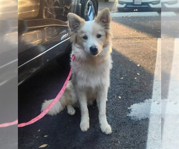 Medium Photo #1 Eskigi Puppy For Sale in Long Beach, CA, USA