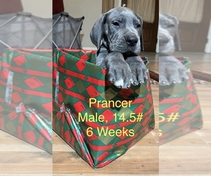 Great Dane Puppy for sale in WILLIS, TX, USA