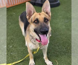 German Shepherd Dog-Unknown Mix Dogs for adoption in Las Vegas, NV, USA