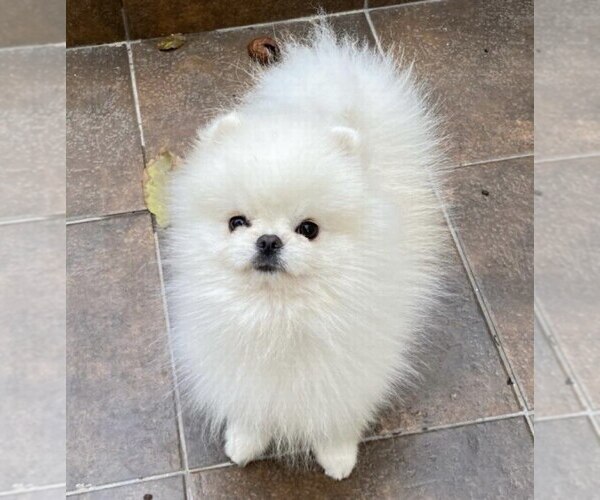 Medium Photo #1 Miniature Spitz Puppy For Sale in Chisinau, Chisinau Municipality, Moldova