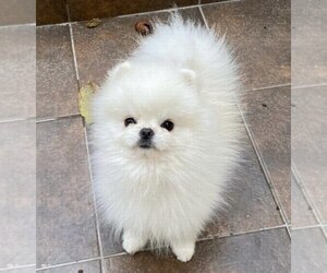 Father of the Miniature Spitz puppies born on 02/03/2025