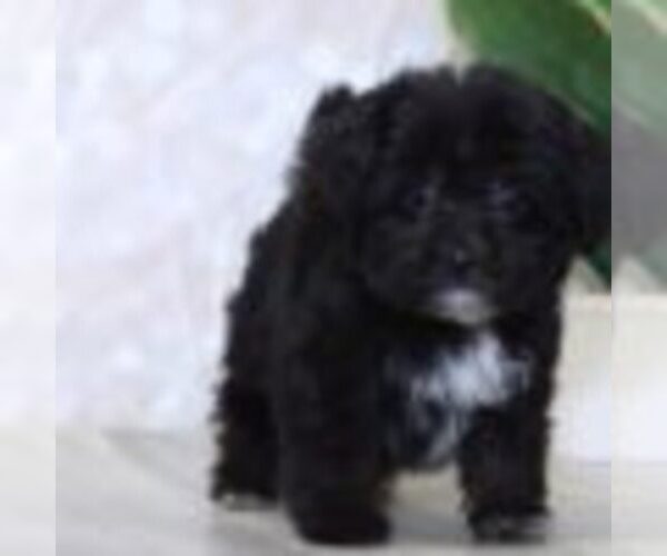 Medium Photo #2 Shih-Poo Puppy For Sale in MARIETTA, GA, USA