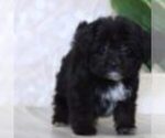Small Photo #2 Shih-Poo Puppy For Sale in MARIETTA, GA, USA
