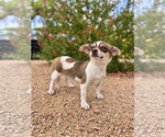 Small Photo #2 Chiweenie Puppy For Sale in PIPE CREEK, TX, USA