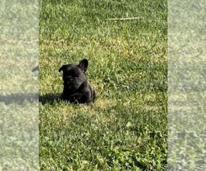French Bulldog Puppy for sale in WAMEGO, KS, USA