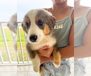 Miniature Australian Shepherd Puppy for sale in JACKSONVILLE, FL, USA