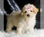 Small Photo #130 Maltipoo Puppy For Sale in WARSAW, IN, USA