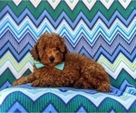 Small #1 Cavapoo