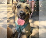 Small Photo #2 Labrador Retriever-Unknown Mix Puppy For Sale in Tabernash, CO, USA