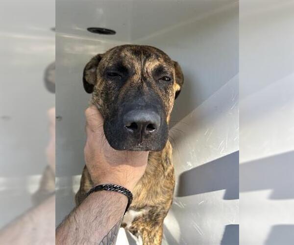 Medium Photo #1 Plott Hound-Unknown Mix Puppy For Sale in Houston, TX, USA