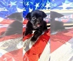 Small Photo #11 Yorkshire Terrier Puppy For Sale in AKRON, OH, USA