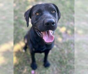 SAMMY - Male Labrador Retriever-Unknown Mix Dog for Adoption - Photo #3