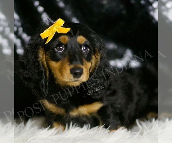 Medium Photo #3 Dachshund Puppy For Sale in WARSAW, IN, USA