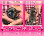 Puppy hot pink collar Shih Tzu