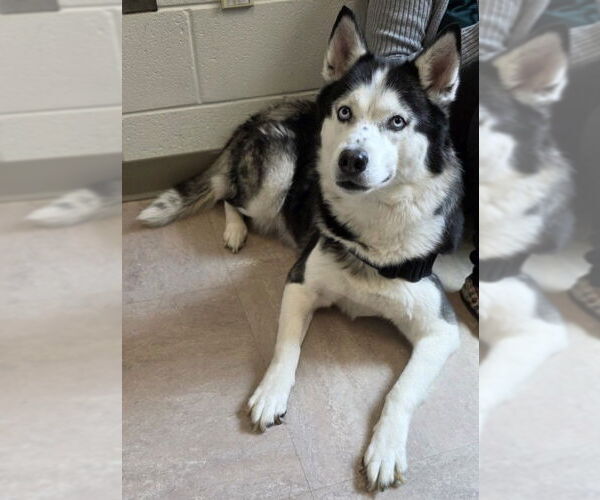 Medium Photo #1 Siberian Husky Puppy For Sale in Derwood, MD, USA