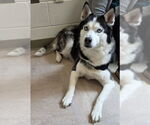 Small Siberian Husky