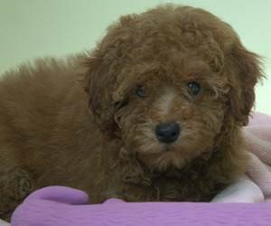 Poodle (Miniature) Puppy for sale in PATERSON, NJ, USA