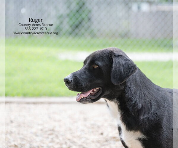 Medium Photo #7 Retriever -Unknown Mix Puppy For Sale in Manchester, MO, USA