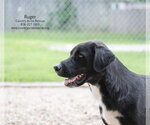 Small #6 Retriever  Mix