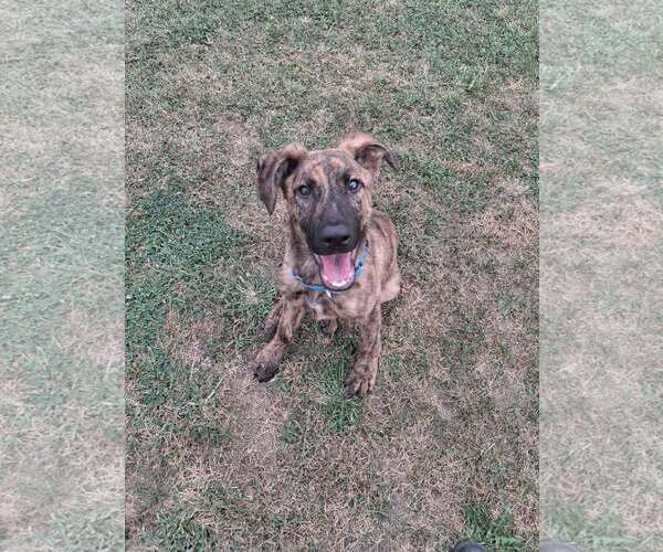 Medium Photo #1 Mutt Puppy For Sale in Martinsburg, WV, USA