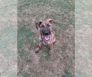 Mutt Dogs for adoption in Martinsburg, WV, USA