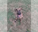 Small Mutt