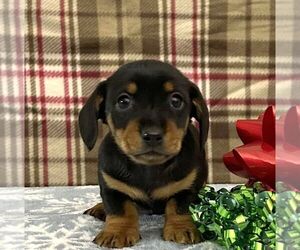 Dachshund Puppy for sale in FREDONIA, PA, USA