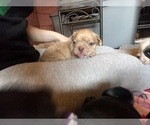 Small Photo #5 Frenchie Pug Puppy For Sale in BLOOMINGTON, IL, USA