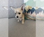 Small Photo #5 Schnauzer (Miniature) Puppy For Sale in PENSACOLA, FL, USA