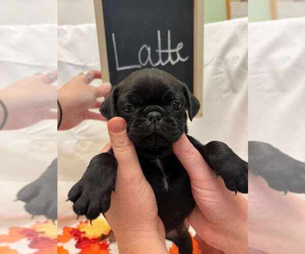 Medium Photo #11 Pug Puppy For Sale in BRIDGEWATER, VA, USA