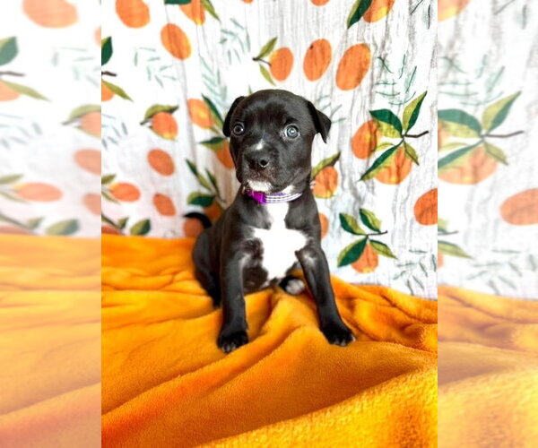Medium Photo #4 Mutt Puppy For Sale in OKLAHOMA CITY, OK, USA