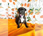 Small #3 Mutt