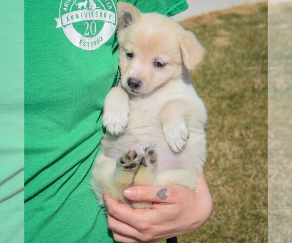 Medium Photo #3 Chihuahua-Unknown Mix Puppy For Sale in Huntley, IL, USA