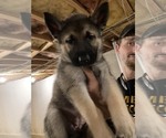 Small Photo #6 German Shepherd Dog-Siberian Husky Mix Puppy For Sale in NEWFIELD, NY, USA