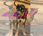 Kelsey - Female Mutt Dog for Adoption - Small photo
