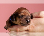 Small Photo #10 Dachshund Puppy For Sale in CROWLEY, TX, USA