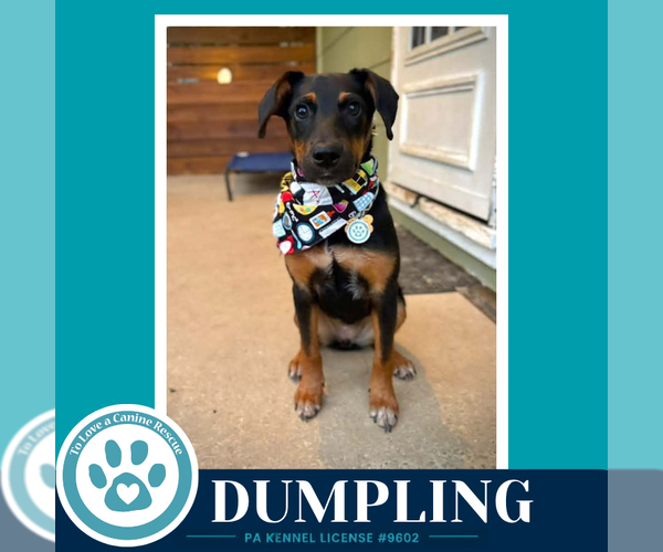 Medium Photo #2 Mutt Puppy For Sale in Kimberton, PA, USA