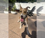 Small Photo #8 Jack Russell Terrier-Unknown Mix Puppy For Sale in Oakhurst, NJ, USA