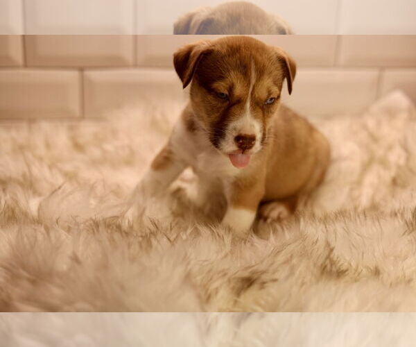 Medium Photo #3 Bulldog-Unknown Mix Puppy For Sale in Duluth, MN, USA