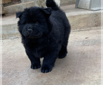Small Photo #11 Chow Chow Puppy For Sale in LA SIERRA, CA, USA